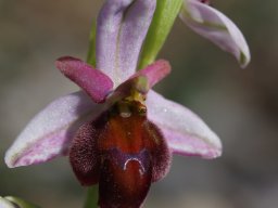 Ophrys_lucis_Kolymbia_2